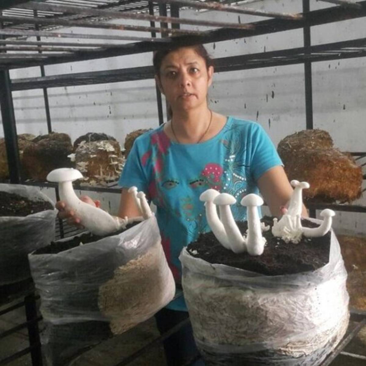 ভাল জায়গা থেকে ভালো মানের বীজ (স্পন) কিনুন। প্লাস্টিকের ব্যাগ, ট্রেতে অথবা সরাসরি কম্পোস্টে বীজ তৈরি করে বীজতলা তৈরি করা হয়।