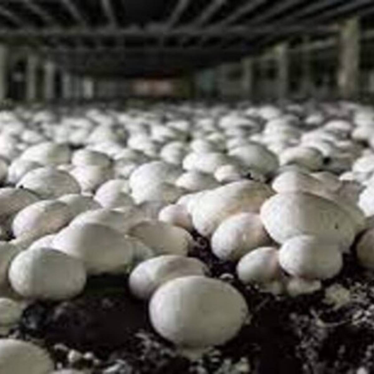 কম্পোস্ট তৈরিতে গমের খড়, ধানের খড়, তুষ বা অন্যান্য উপকরণ ব্যবহার করা হয়।