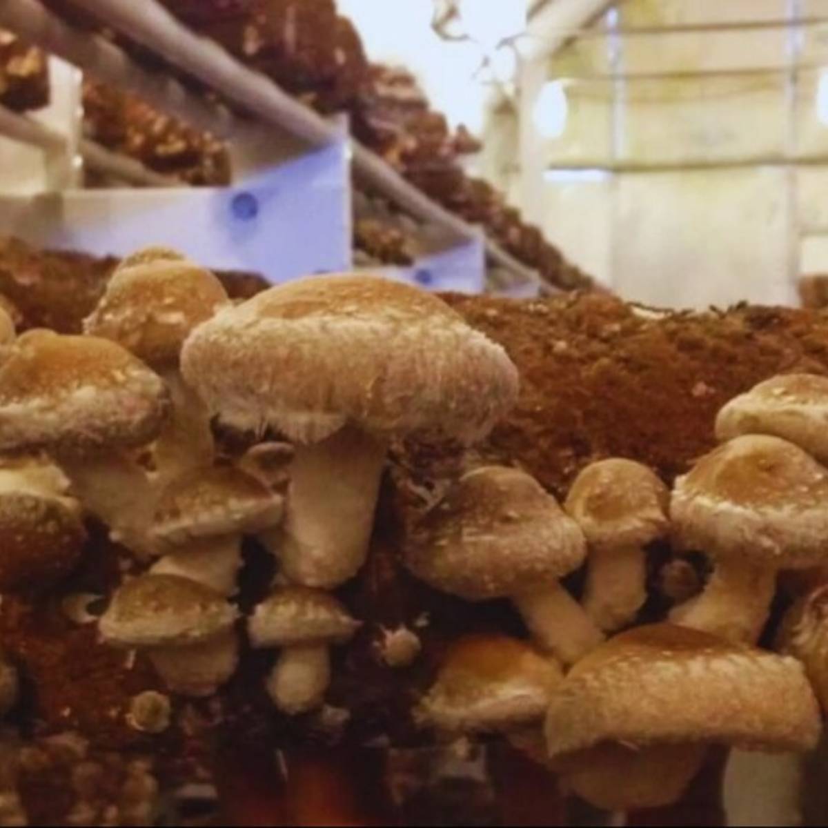 হরিয়ানায়, কর্ণাল, কুরুক্ষেত্র এবং সোনিপত হল প্রধান কেন্দ্র। হিমাচল প্রদেশ এবং জম্মু ও কাশ্মীর এবং রাজস্থানের জয়পুর, আলওয়ার এবং সিকার জেলায় শীতকালে ভালো ফলন হয়।