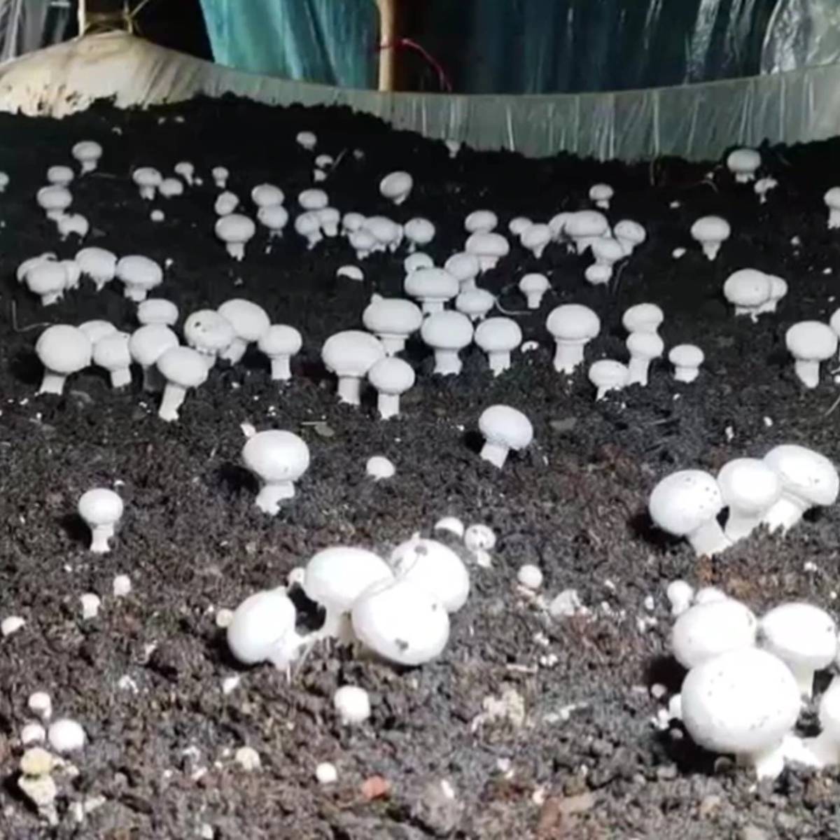 ভারতের কিছু রাজ্য আছে যেগুলো মাশরুম চাষের জন্য উপযুক্ত বলে বিবেচিত হয়- উত্তর প্রদেশে, লখনউ, গোরক্ষপুর, মীরাট এবং পশ্চিম উত্তরপ্রদেশে প্রচুর পরিমাণে মাশরুম উৎপাদন হয়।