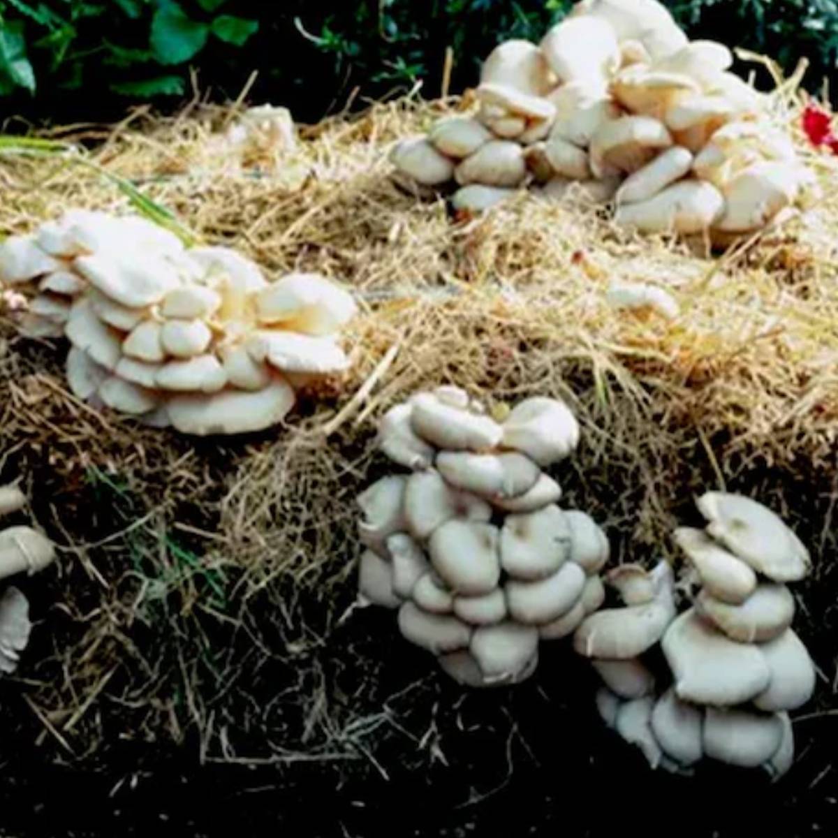 শুধু মনে রাখবেন যে মাশরুম চাষের ঘরে অবশ্যই সঠিক বায়ু চলাচল থাকতে হবে, যা দ্রুত ফলন বৃদ্ধি করে।