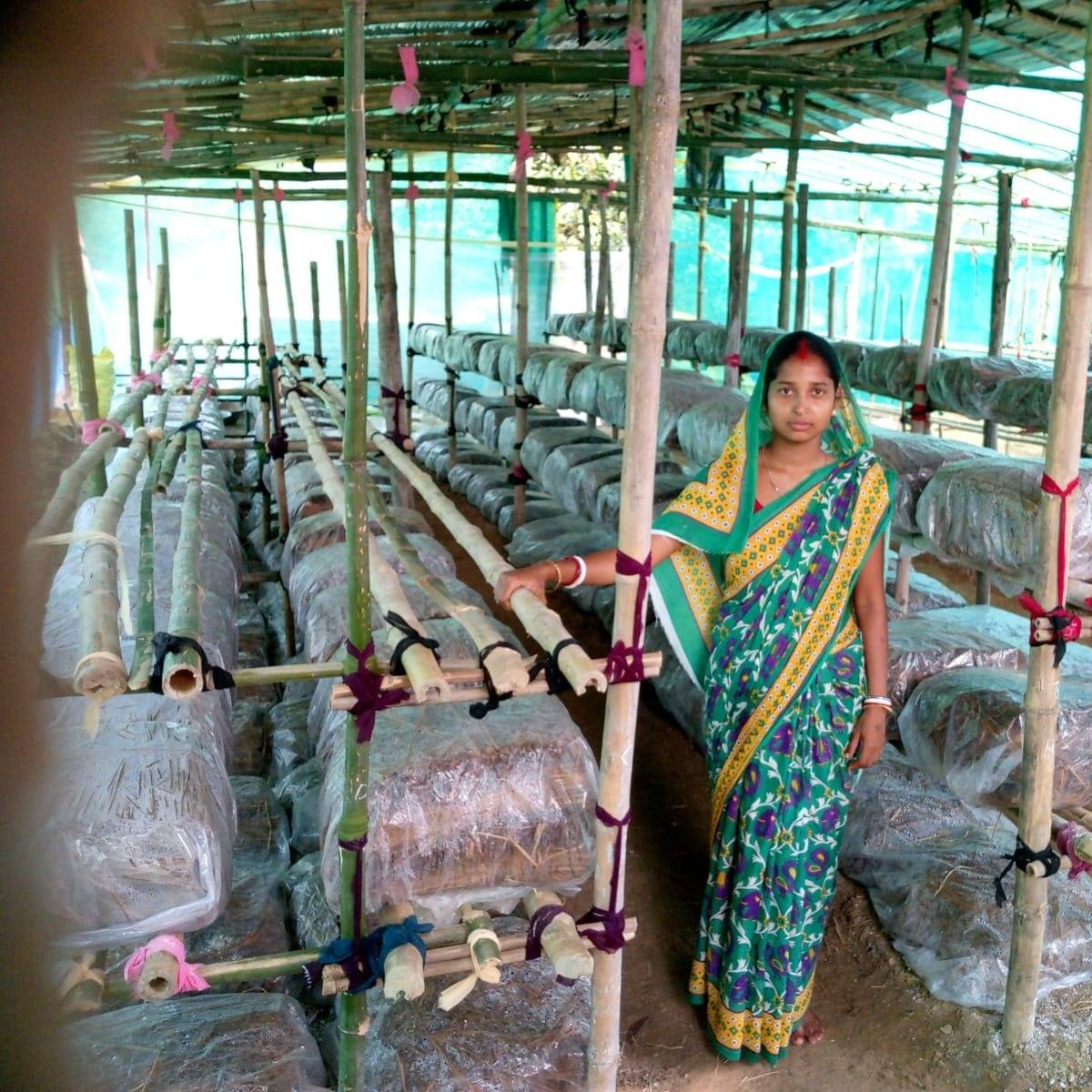 কৃষকরা সহজেই ঘর, স্টোর রুম, নির্মিত শেড অথবা এমনকি বাঁশের খড়ের তৈরি কুঁড়েঘরে এগুলি চাষ করতে পারেন।