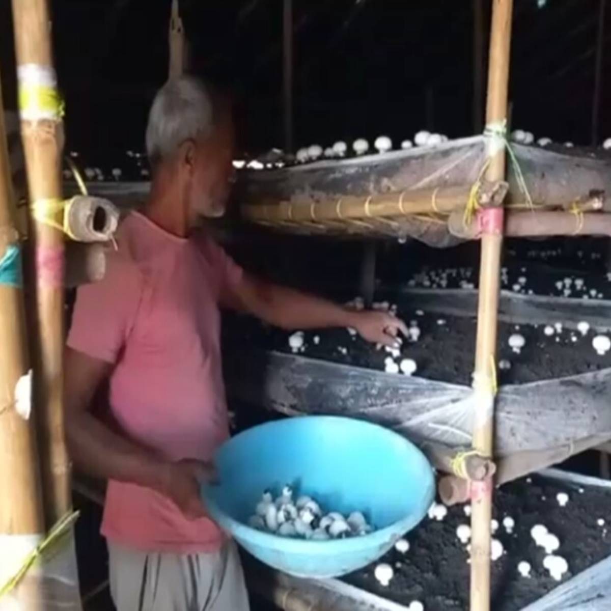 বটম এবং ঝিনুক মাশরুমের জাতগুলি ঠান্ডা আবহাওয়ায় ভালো ফলন দেয়। উভয় জাতই শীতকালে খুবই সফল।