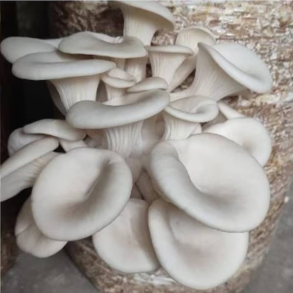 বাজারে মাশরুমের চাহিদা ক্রমশ বাড়ছে। চাহিদা দেখে অনেক চাষিই ব্যাপকভাবে এটি চাষ করছেন।