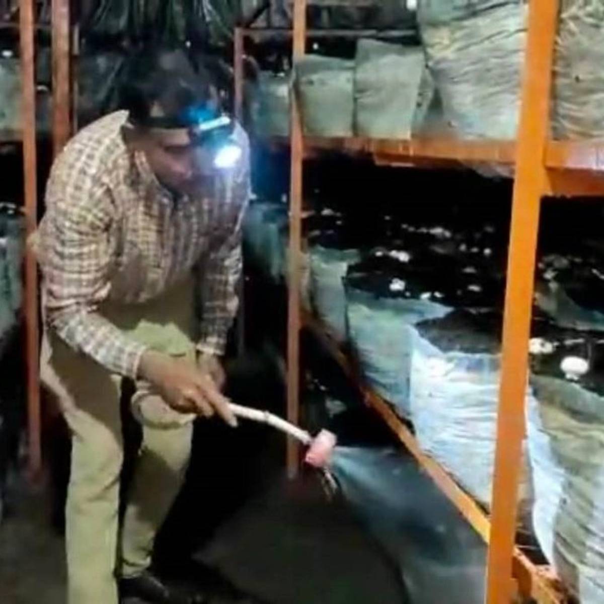 শীতকালে যদি উপযুক্ত জাতের মাশরুম চাষ করা হয়, তাহলে বাম্পার ফলনের পাশাপাশি অল্প সময়ের মধ্যে ভালো লাভও করা সম্ভব।