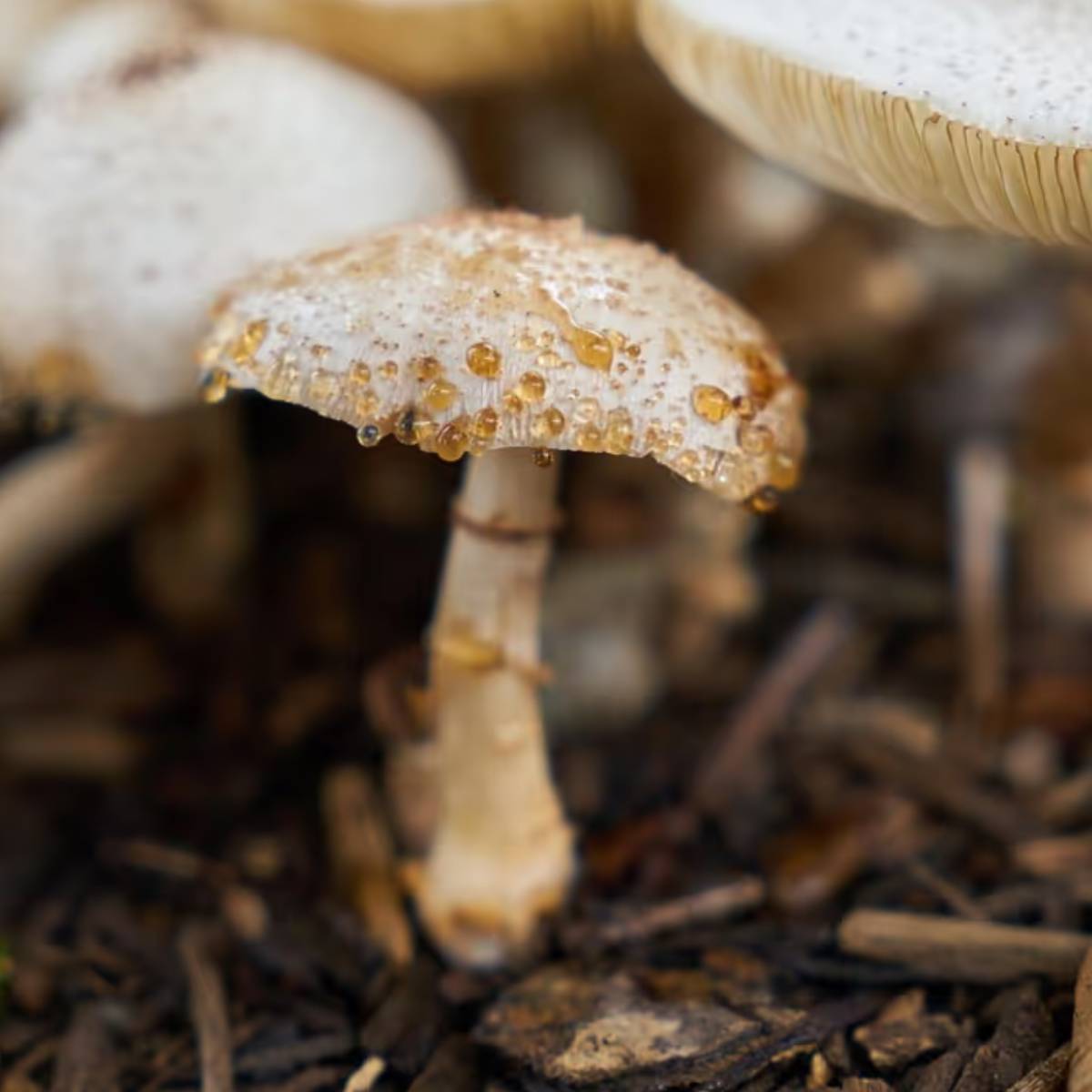 কৃষকরা যদি অল্প জায়গায়ও বটম বা ঝিনুক মাশরুম চাষ করেন, তাহলে তারা সহজেই প্রতি মাসে প্রায় ২০,০০০ থেকে ৫০,০০০ টাকা আয় করতে পারবেন।