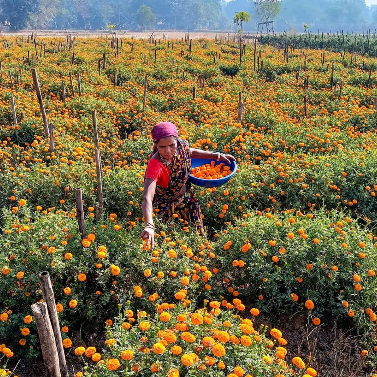 বাজারে ফুলের চাহিদা বাড়ছে, যা ভালো আয়ের সুযোগ করে দিতে পারে। আসুন জেনে নেওয়া যাক উল্লেখযোগ্য আয়ের জন্য কোন ফুল চাষ করা উচিত।