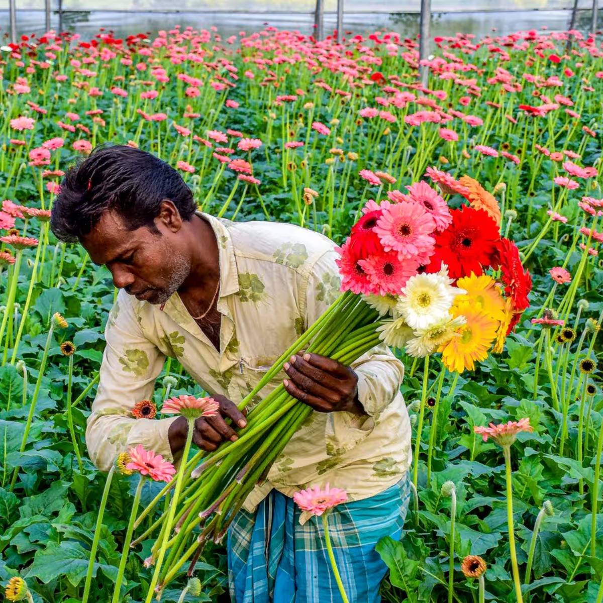 চাহিদার কথা মাথায় রেখে কৃষকরা যদি ফুলের জাত গ্রহণ করেন, তাহলে তারা ভালো লাভ করতে পারবেন।