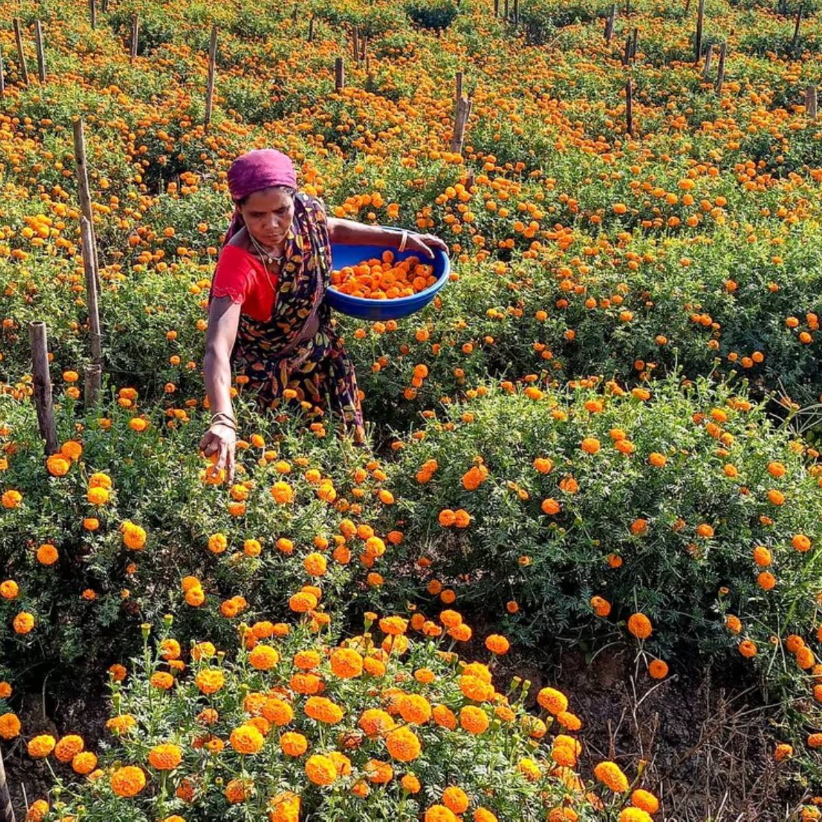 যদি জানুয়ারি-ফেব্রুয়ারি মাসে ফুল চাষ শুরু করা হয়, তাহলে এপ্রিল-মে মাসের মধ্যে ফসল সহজেই প্রস্তুত হয়ে যায়।