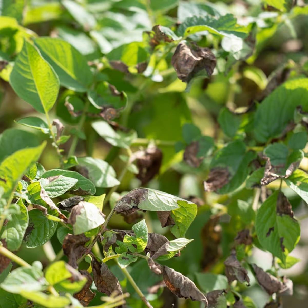 ব্লাইট রোগের লক্ষণ সম্পর্কে বলতে গেলে, আলুর পাতায় ছোট ছোট বিন্দুর আকারে অনেক দাগ দেখা যায় যা অল্টারনারিয়া দ্বারা সৃষ্ট।
