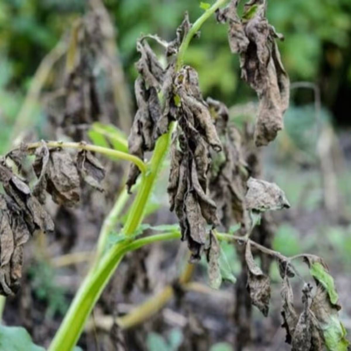 আলুর বালসানো রোগ একটি মারাত্মক রোগ যা ঠান্ডা এবং কুয়াশাচ্ছন্ন আবহাওয়ায় দ্রুত ছড়িয়ে পড়ে। তাছাড়া, তাপমাত্রা কমে গেলে এই রোগের ঝুঁকি বৃদ্ধি পায়।