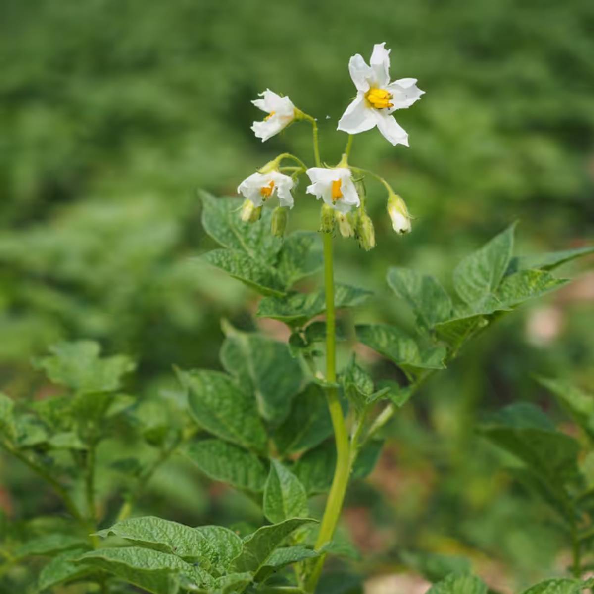 দেশের উত্তরাঞ্চলে আজকাল তীব্র ঠান্ডা পড়ছে। ঘন কুয়াশা আলু ফসলের জন্য ক্ষতিকর হতে পারে। তাই, যদি আলু দেরিতে বপন করা হয়, তাহলে ফসলের যথাযথ যত্ন নিতে হবে।