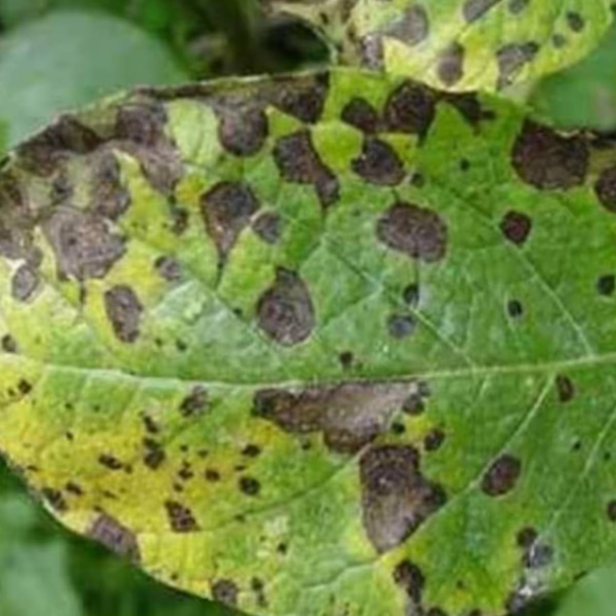 রোগের বিস্তার রোধ করতে, ফসলে সেচ দিন এবং জলাবদ্ধতা রোধ করুন। আক্রান্ত গাছ উপড়ে ফেলুন এবং ধ্বংস করুন।