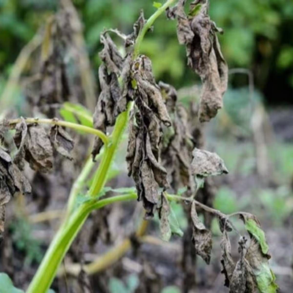 এই ওষুধটি মাল্টি মাইক্রোনিউট্রিয়েন্টস নামক প্যাকেটের আকারে পাওয়া যায়, যার মধ্যে আয়রন, তামা, দস্তা, ক্যালসিয়াম, মলিবডেনাম, বোরন এবং ক্লোরিনের মতো উপাদান রয়েছে। এগুলো রোগকে অনেকাংশে নিয়ন্ত্রণ করতে পারে।