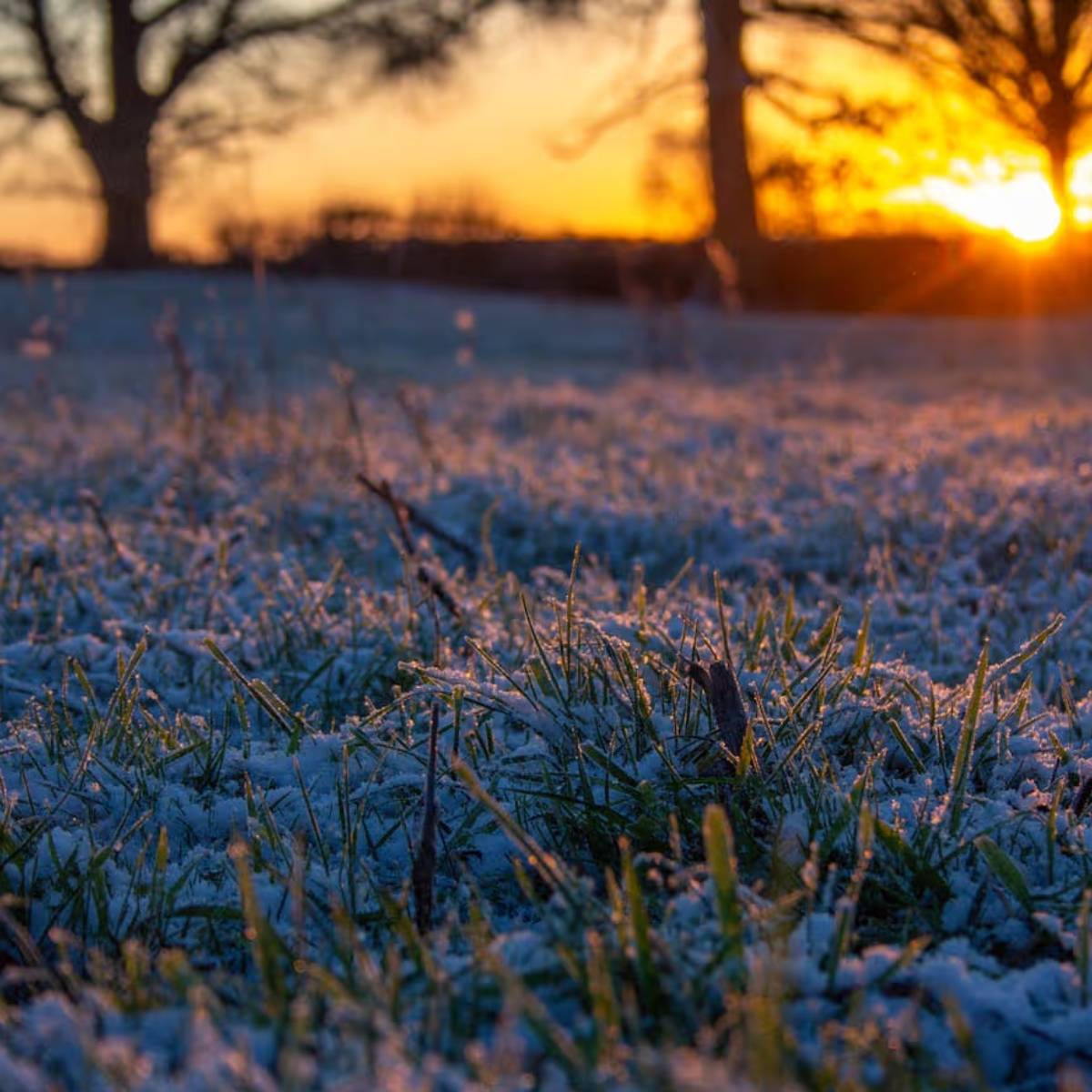 ওষুধ স্প্রে করার সময় পরিষ্কার জল ব্যবহার করুন। সকালে বা সন্ধ্যায় সাবধানে স্প্রে করুন।ওষুধ স্প্রে করার সময় পরিষ্কার জল ব্যবহার করুন। সকালে বা সন্ধ্যায় সাবধানে স্প্রে করুন।
