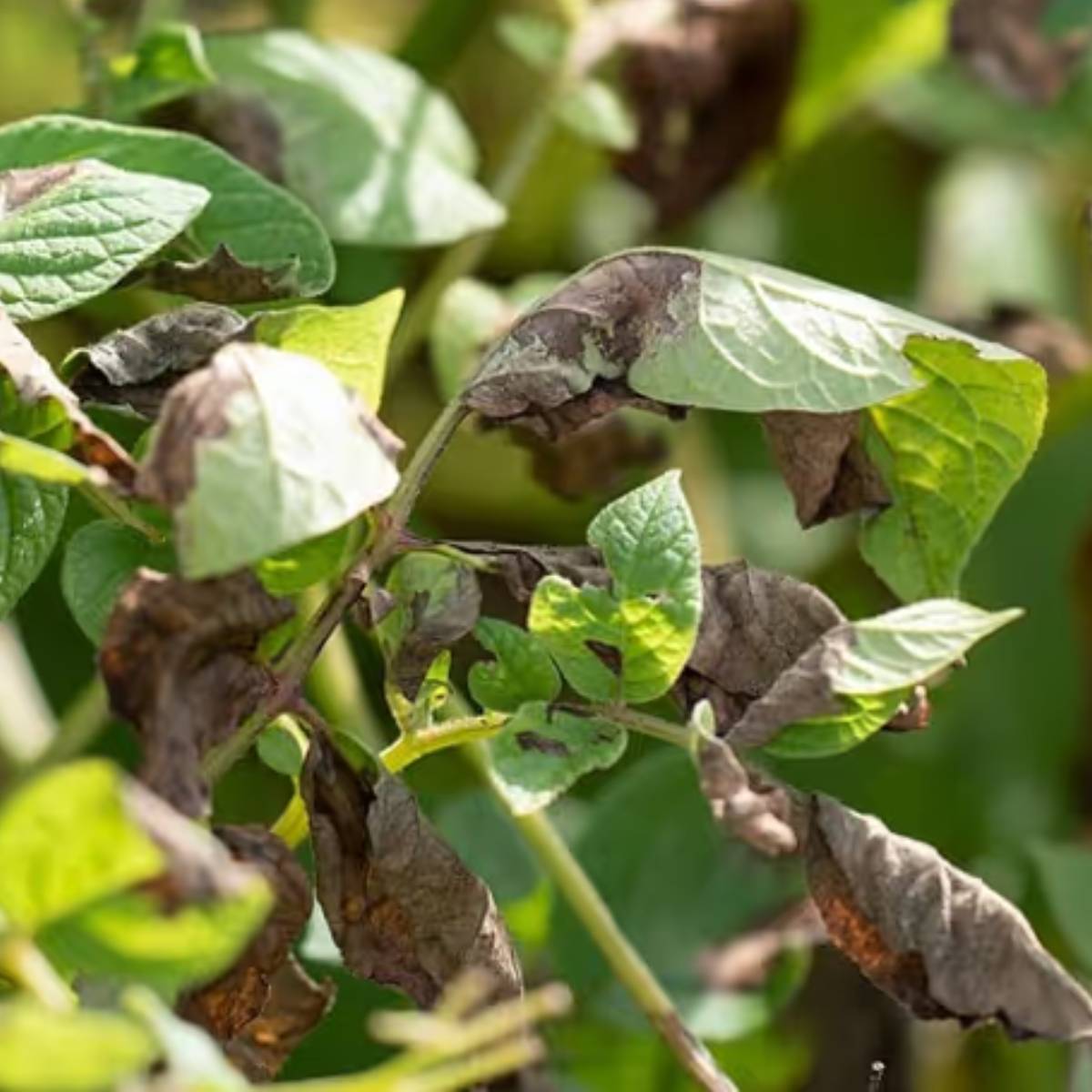 এমন পরিস্থিতিতে, প্রতি লিটার জলে ২.৫ গ্রাম সাইমোক্সানিল + ম্যানকোজেব অথবা প্রতি লিটার পানিতে ১ গ্রাম অ্যাজোক্সিস্ট্রোবিন + টিনুকোনাজোল মিশিয়ে স্প্রে করুন।