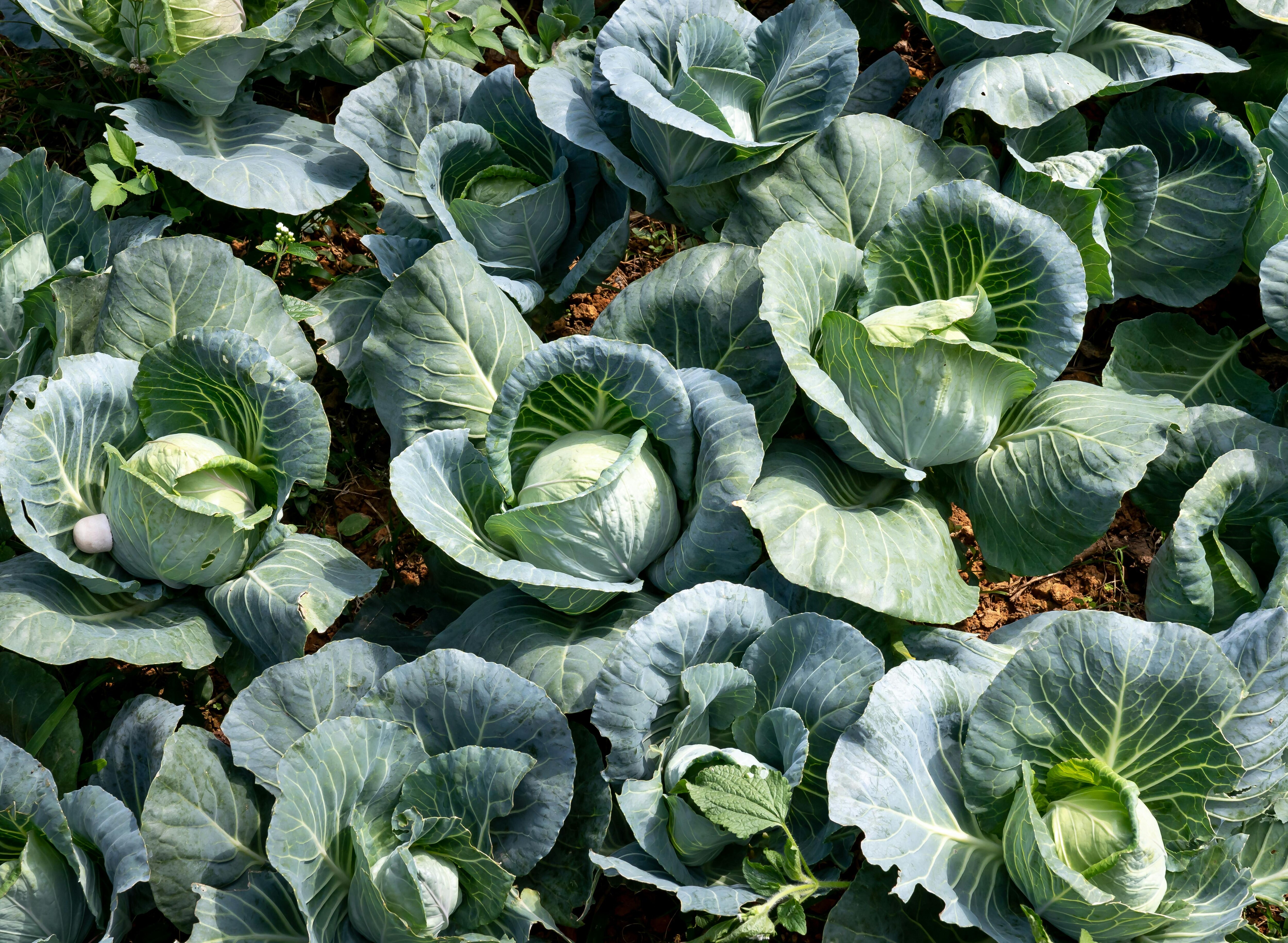 বাঁধাকপি খাওয়া শুরু করুন