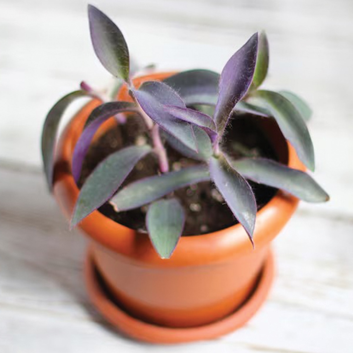 কয়েন প্ল্যান্ট