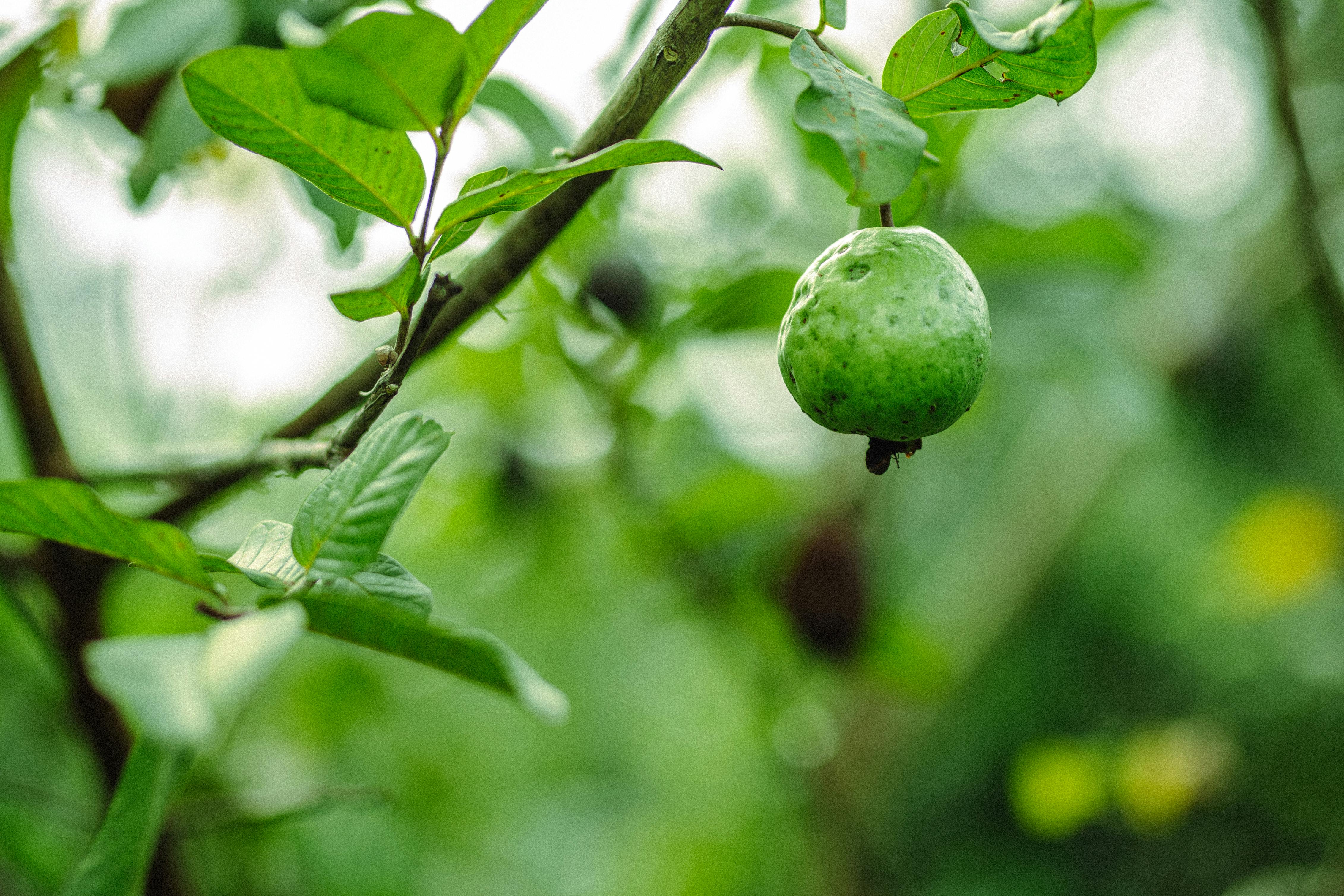 পেয়ারা খাওয়ার গুণ সম্পর্কে জেনে নিন