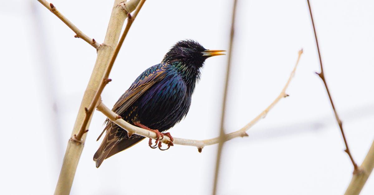 ছাদে শালিক বসলে