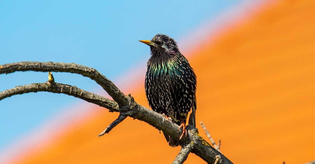 শালিক বসা নিছকই প্রাকৃতিক