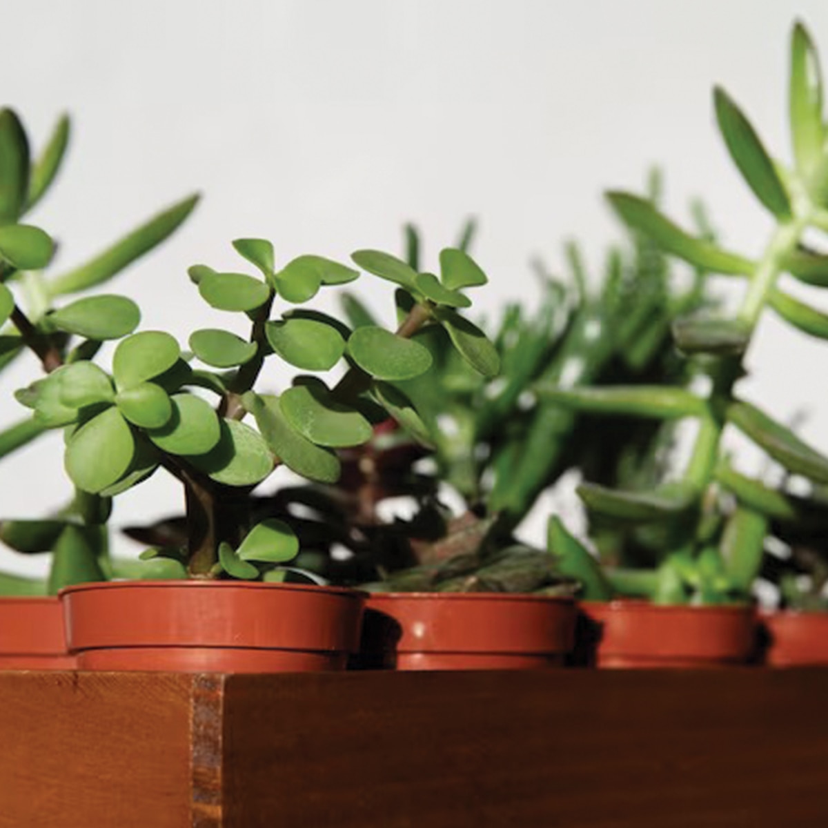 কয়েন প্ল্যান্ট