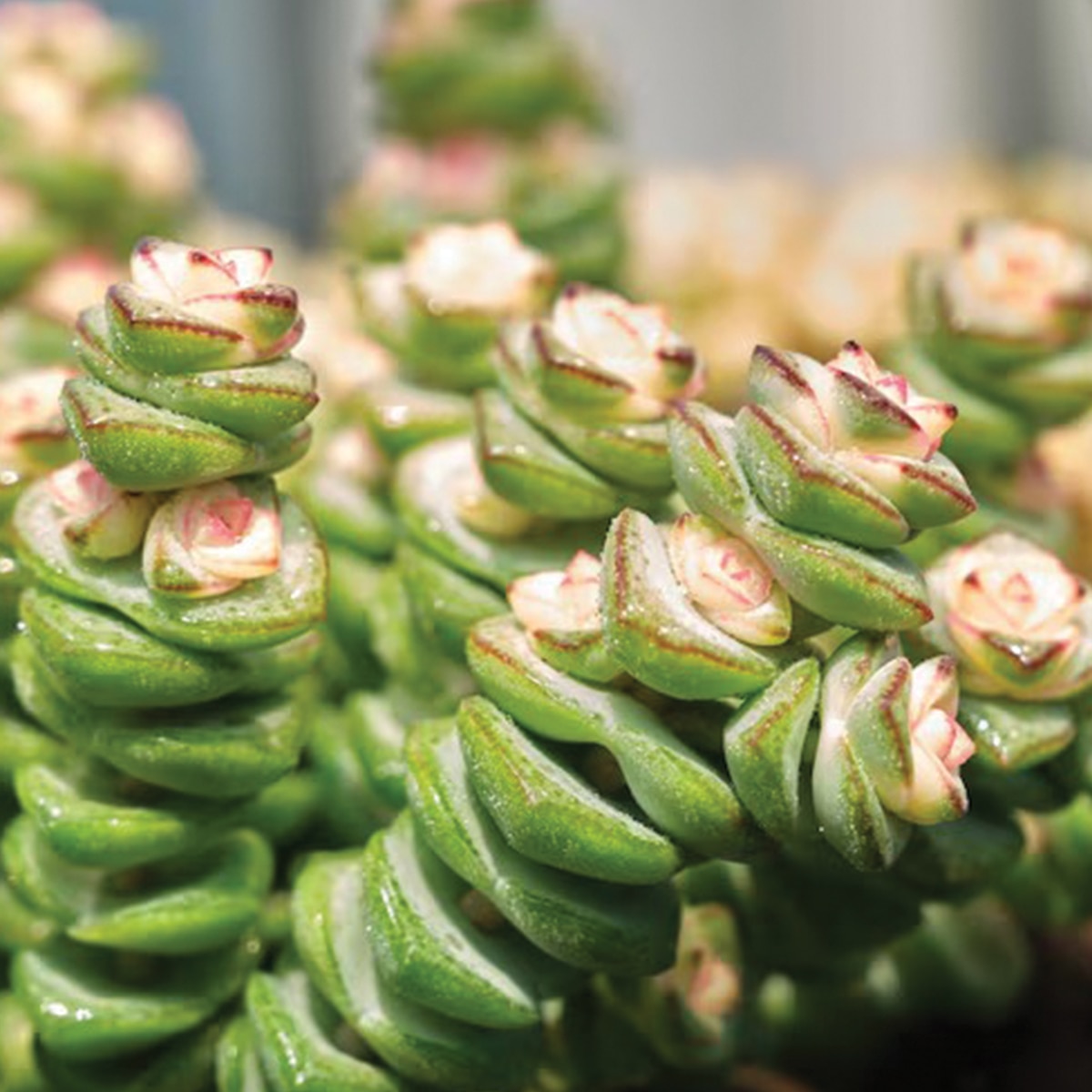 কয়েন প্ল্যান্ট