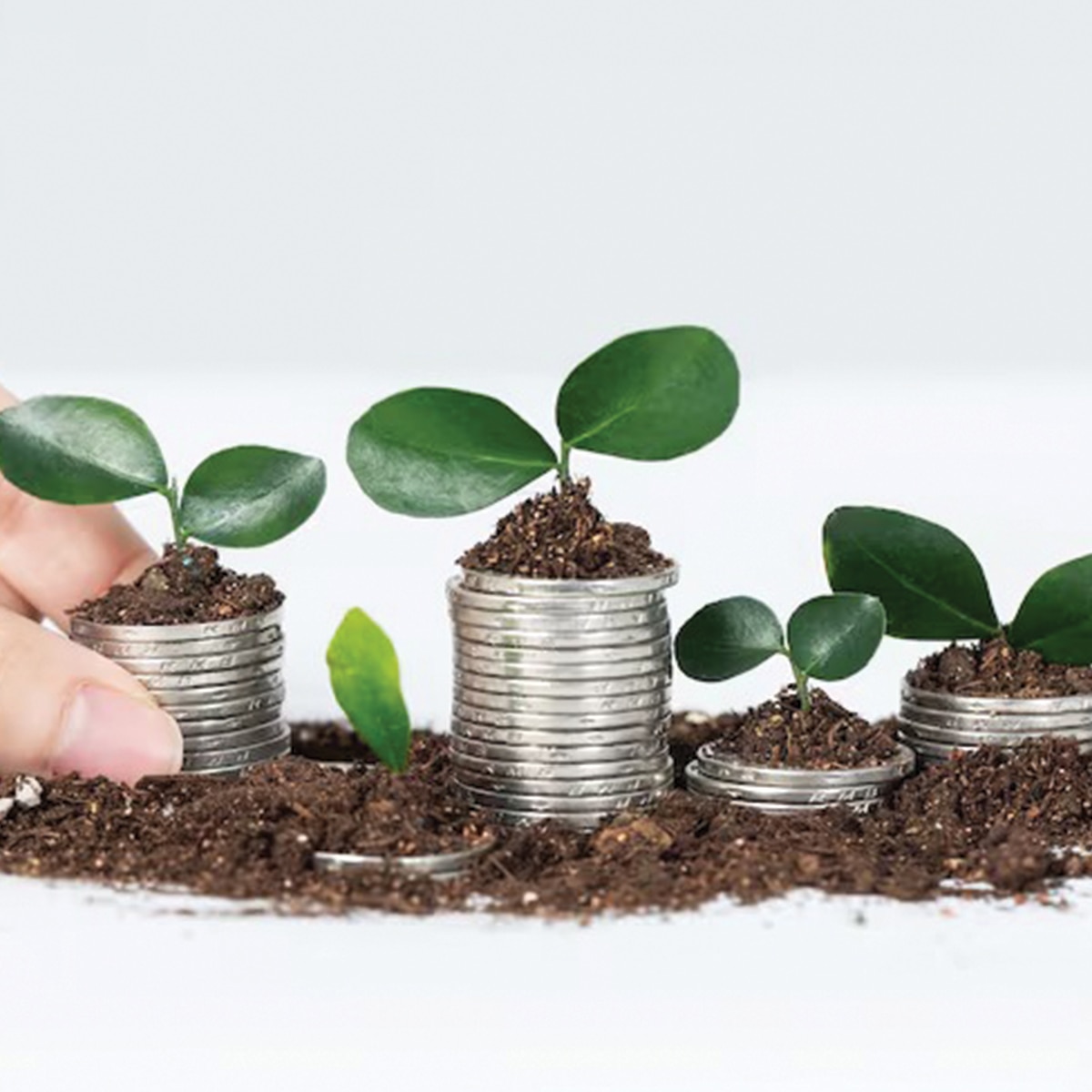 কয়েন প্ল্যান্ট