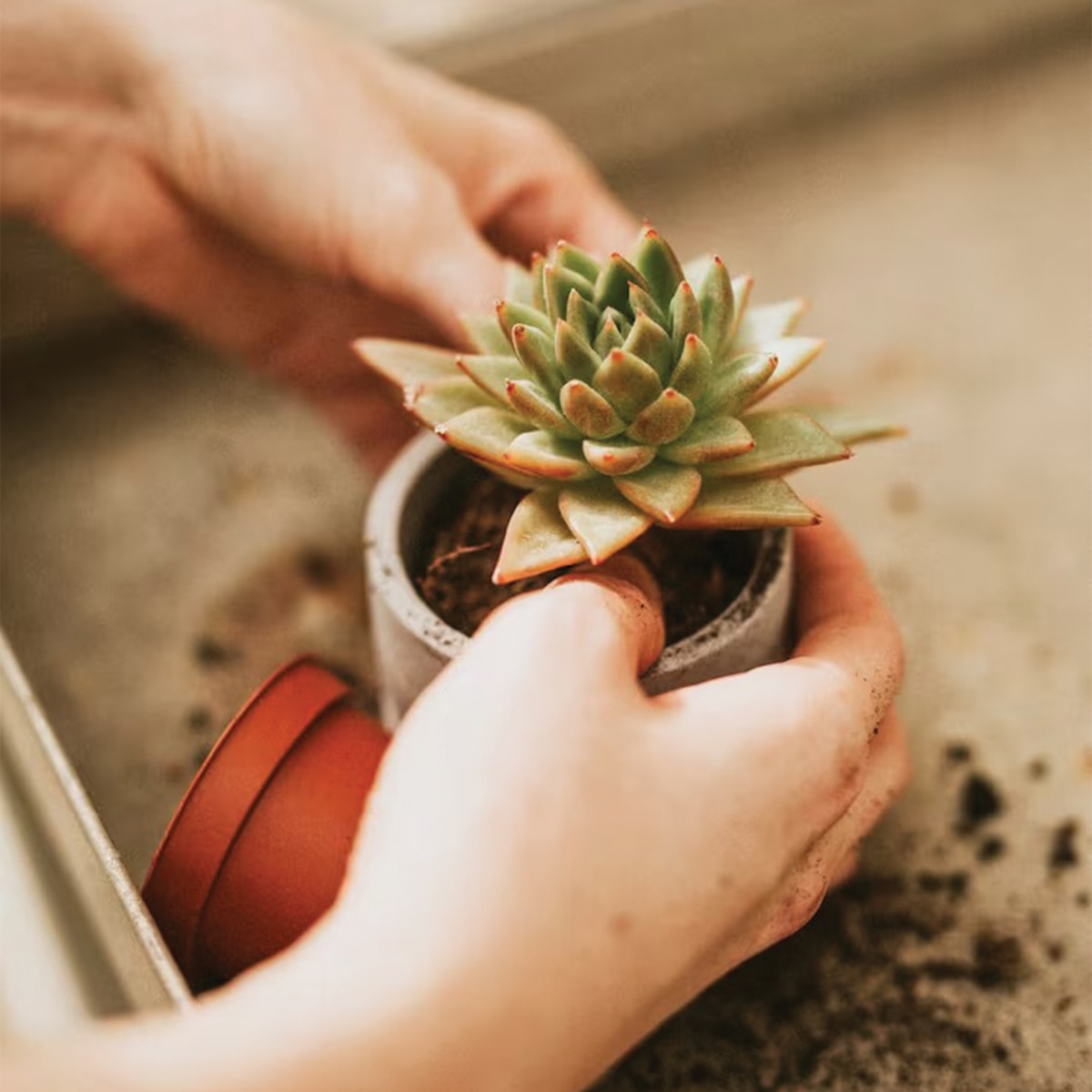 কয়েন প্ল্যান্ট