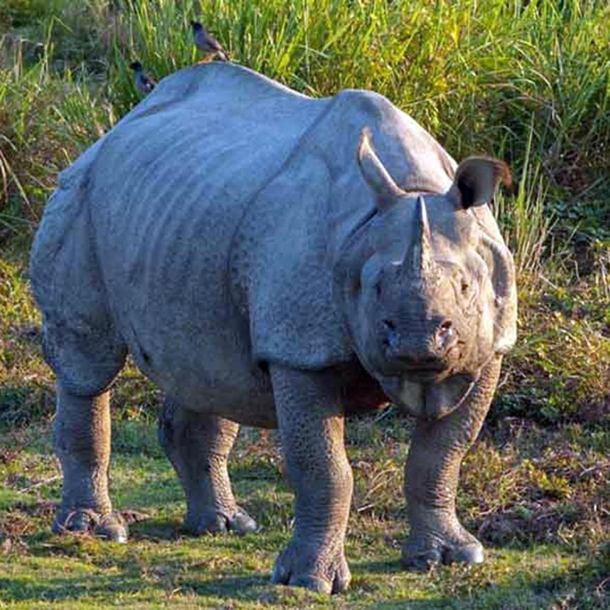 গরুমারা