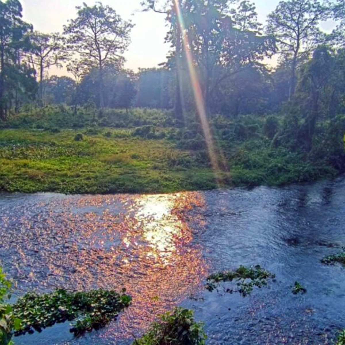 গরুমারা