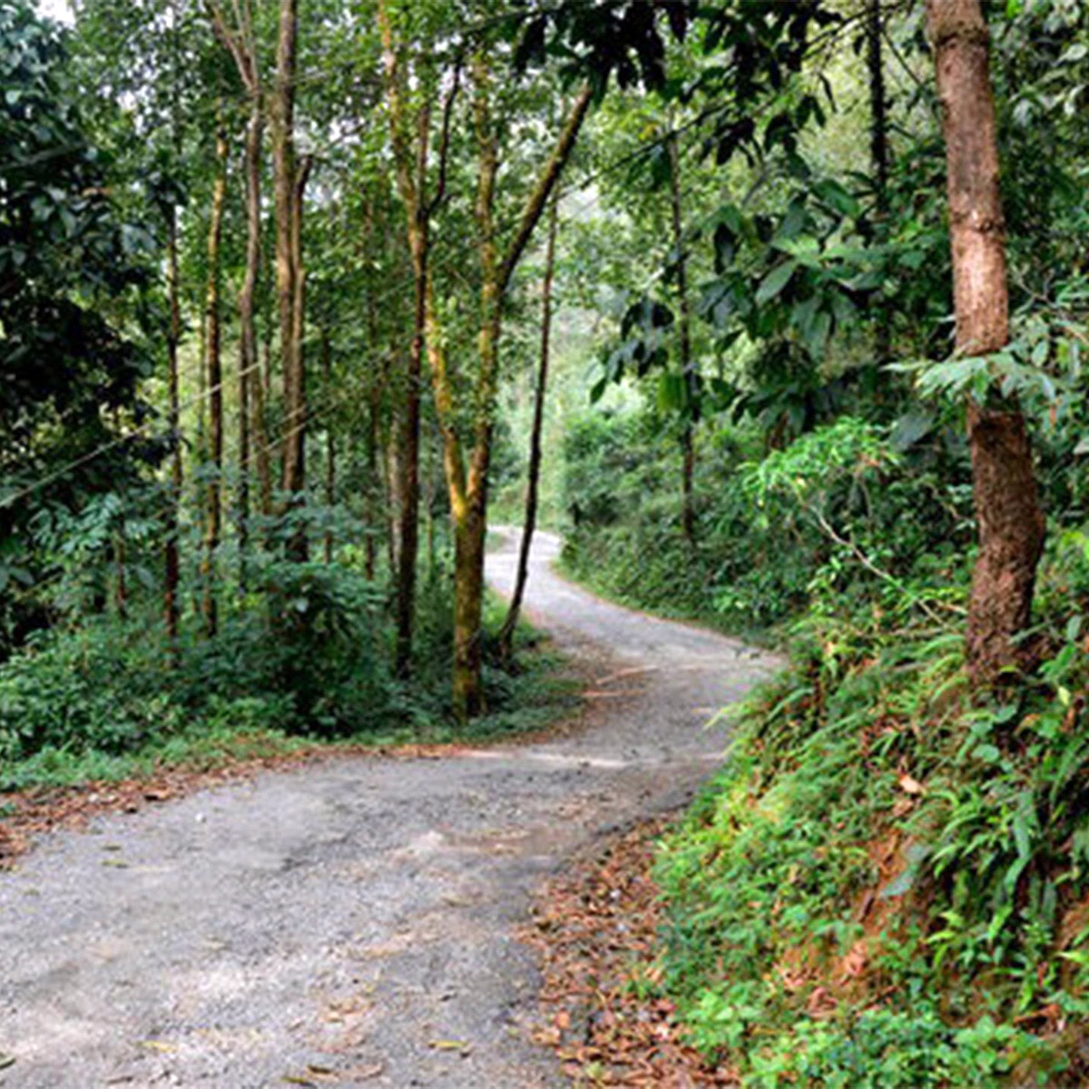 গরুমারা