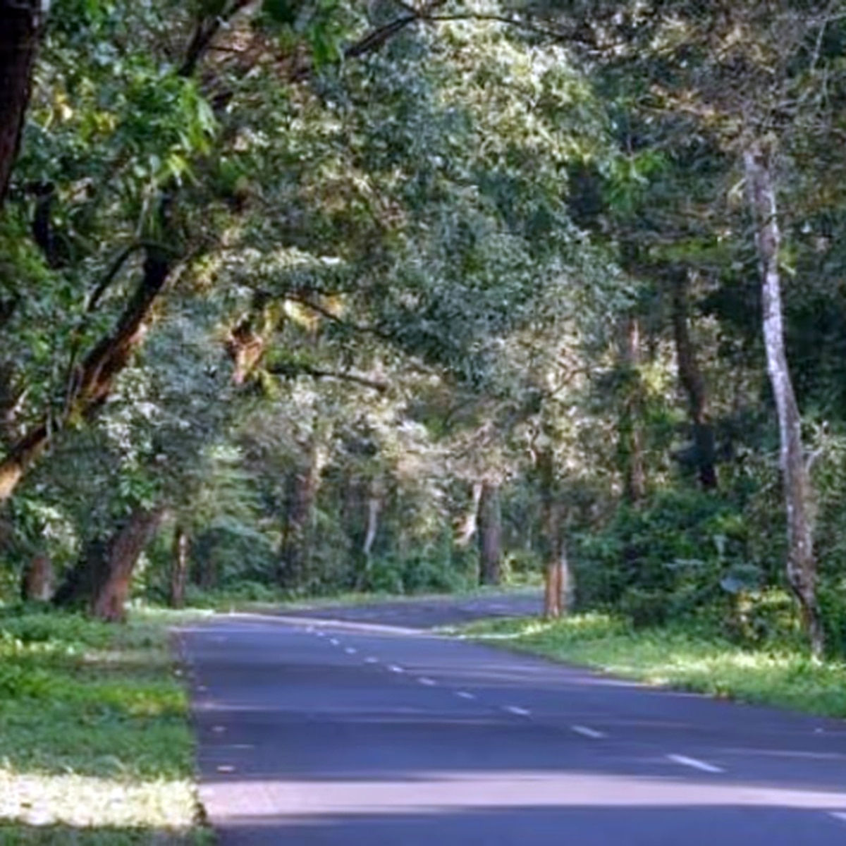 গরুমারা