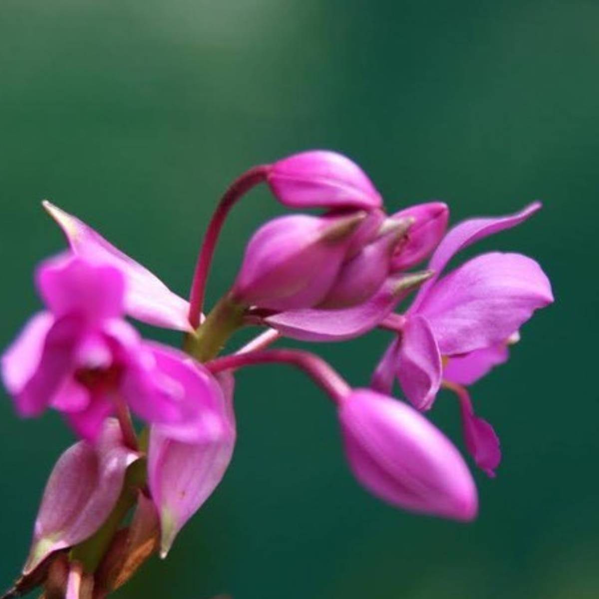 আশপাশের আদিবাসী গ্রামগুলো ঘুরে দেখতে পারেন, তাঁদের জীবনযাপন, নাচ-গান আর খাবারের স্বাদ আলাদা অভিজ্ঞতা দেয়। পাশাপাশি এখানে বেশি বাহারি খাবার না পেলেও স্থানীয় রান্নার স্বাদ অনন্য। ভাত, ডাল, শাকসব্জি, দেশী মুরগি বা মাছ সবই টাটকা ও ঘরোয়া।