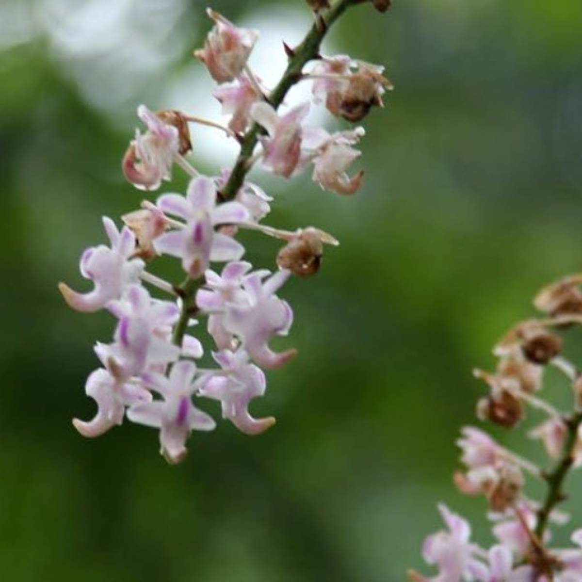 যেখানে কাঠের ঘর, পাহাড়ের দিকে খোলা বারান্দা আর রাতের নিস্তব্ধতা—সব মিলিয়ে থাকার অভিজ্ঞতাই এখানে ভ্রমণের বড় অংশ হয়ে ওঠে। 