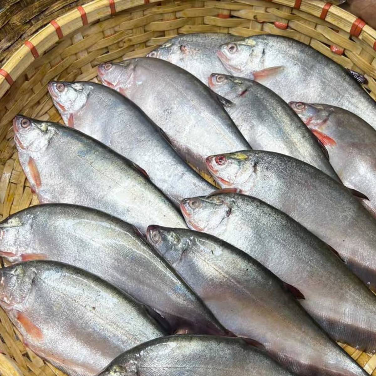 বিশেষজ্ঞদের মতে, মৌরলা মাছ খেলে রাতকানা রোগ সেরে যায়। পাশাপাশি, এই মাছ হার্টের জন্য ভাল।