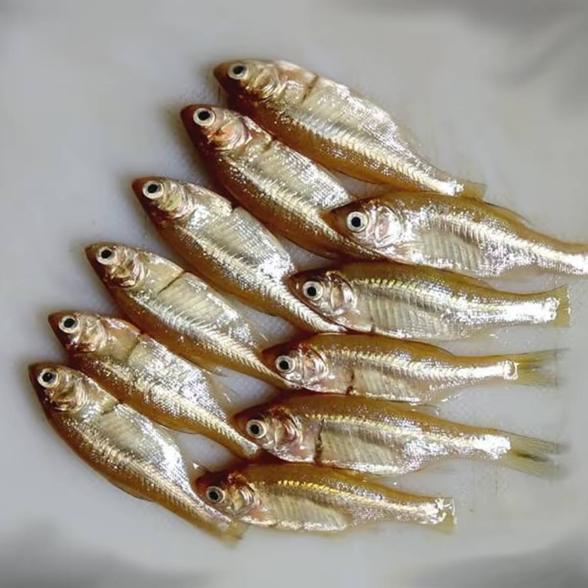 উপকরণ: মৌরলা মাছ, তেঁতুল, নুন, সর্ষের তেল, পাঁচফোড়ন, হলুদ, শুকনো লঙ্কা গুঁড়ো।