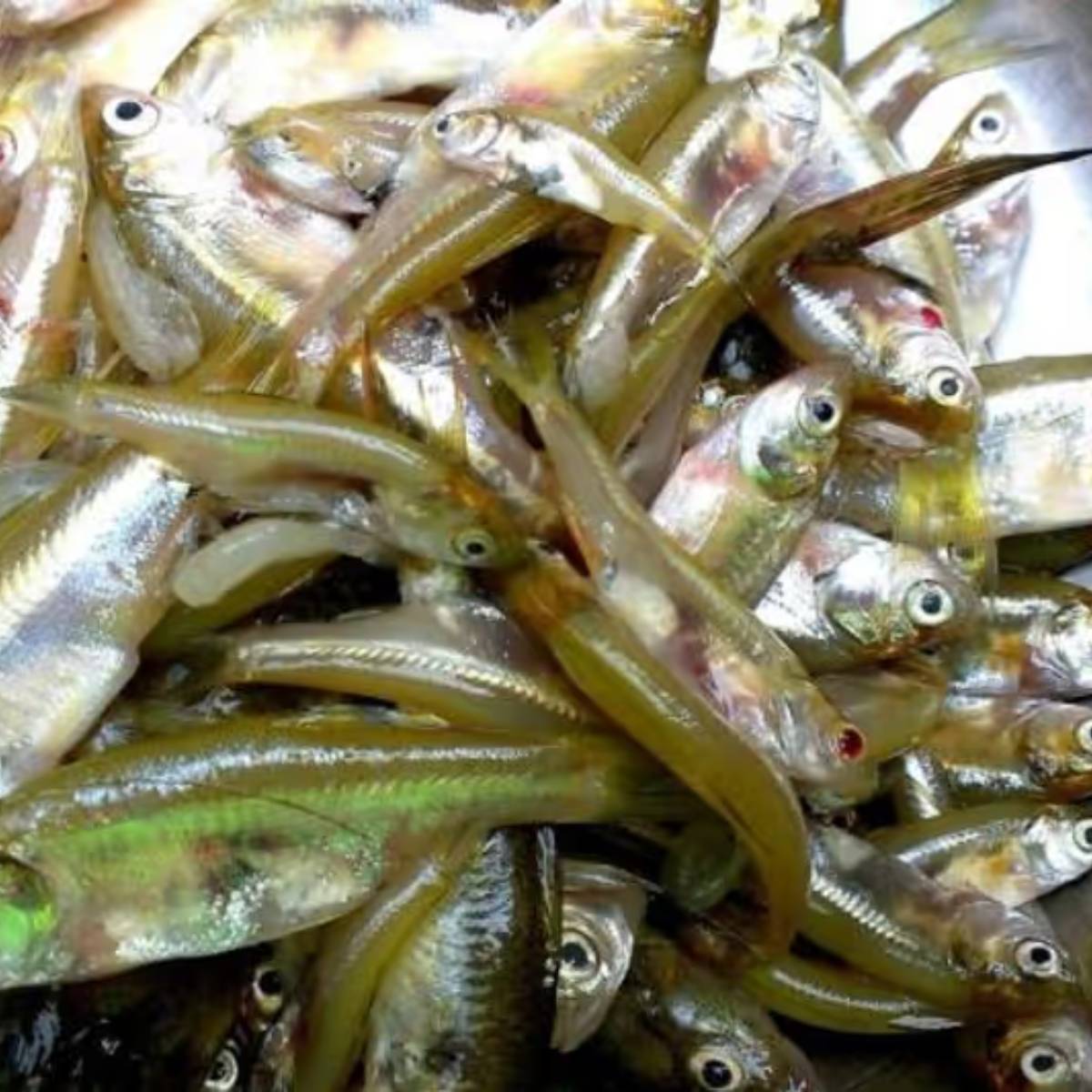 প্রথমে মৌরলা মাছ ভাল করে ধুয়ে নুন-হলুদ মাখিয়ে রাখুন। এবার কড়াইয়ে তেল গরম করে মাছ ভেজে তুলে নিন। ওই তেলে পাঁচফোড়ন দিয়ে তেঁতুল গুলে দিতে হবে।