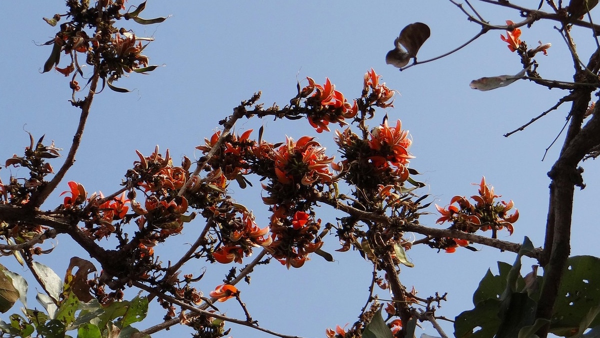 ঝিলিমিলি ঝিলিমিলি