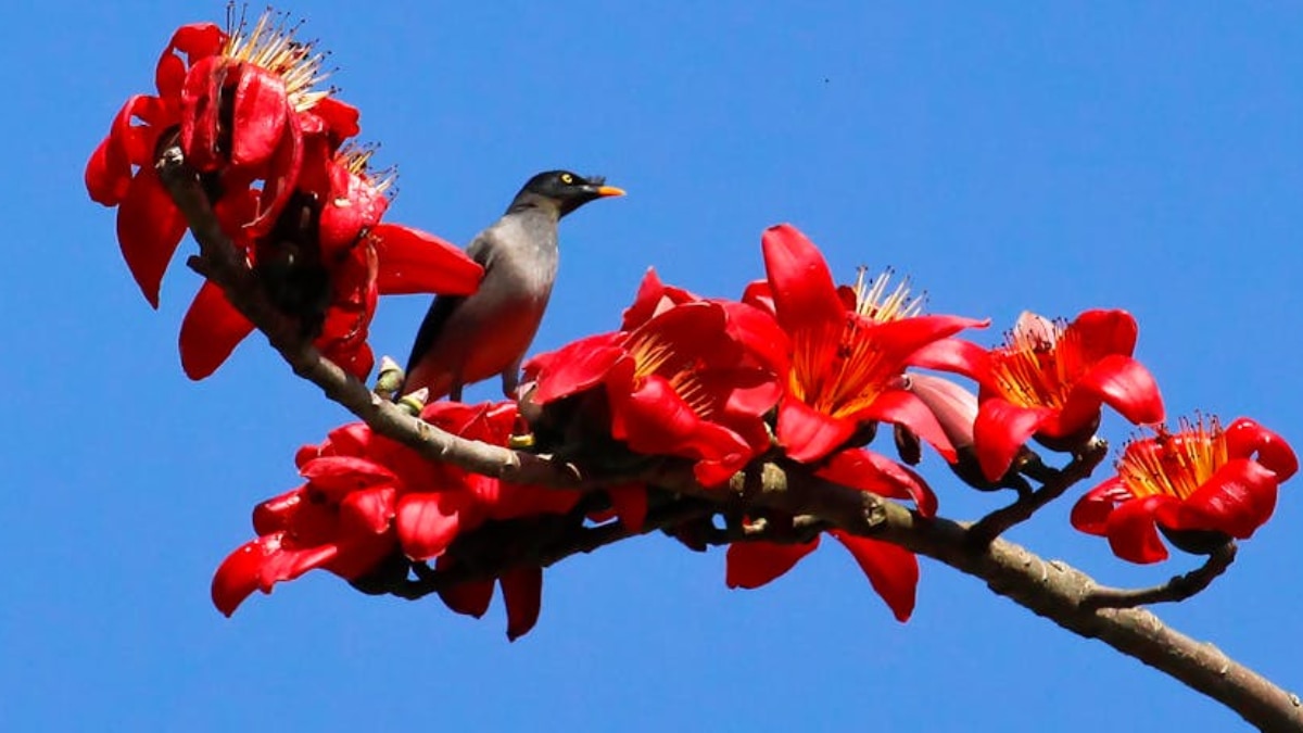 শিউলিবনা শিউলিবনা