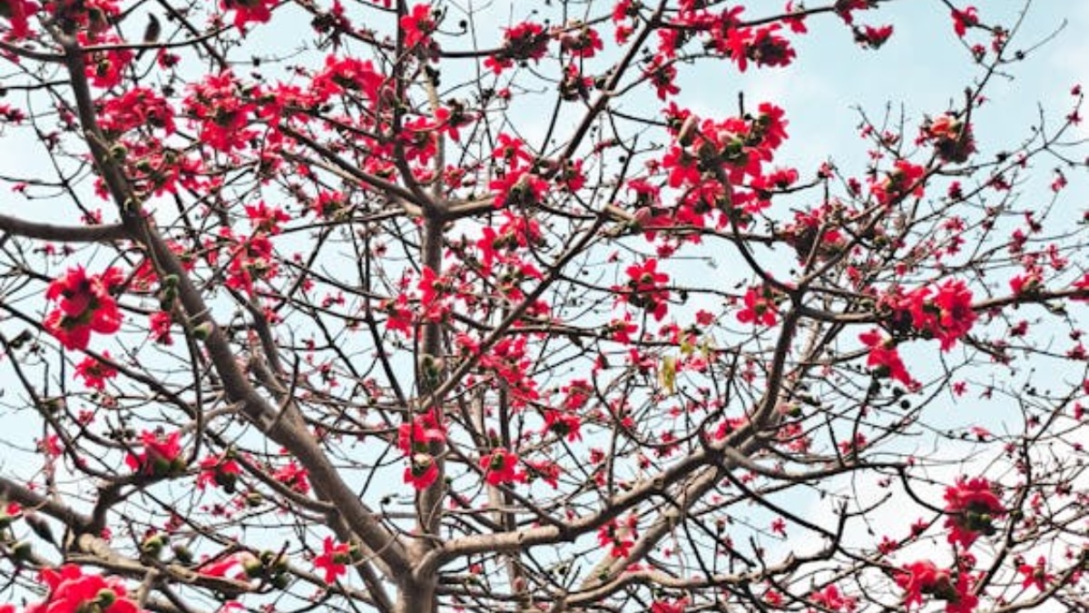 সবুজ দ্বীপ সবুজ দ্বীপ