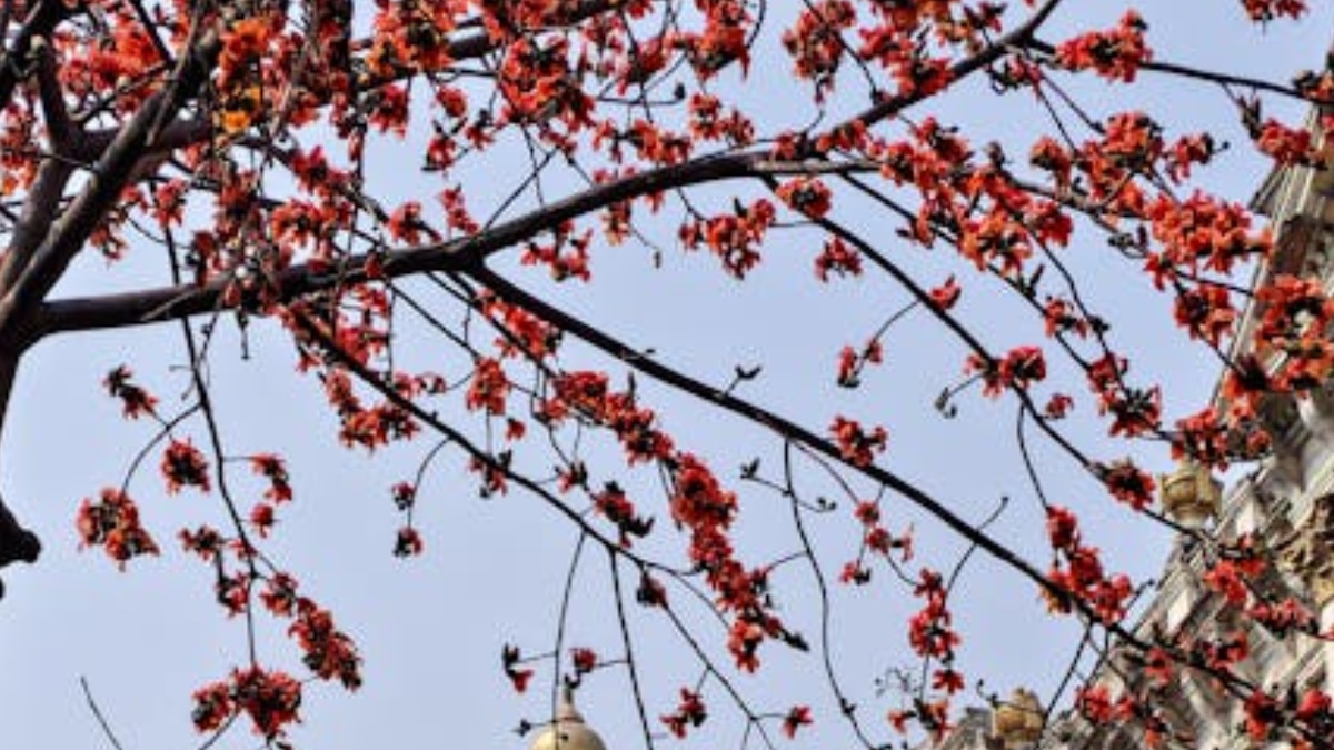 বড়দি পাহাড় বড়দি পাহাড়