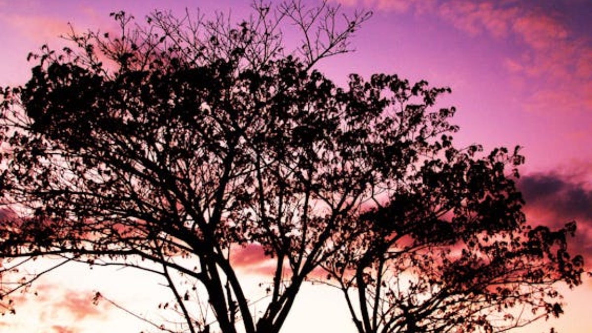 বেলুড় বেলুড়