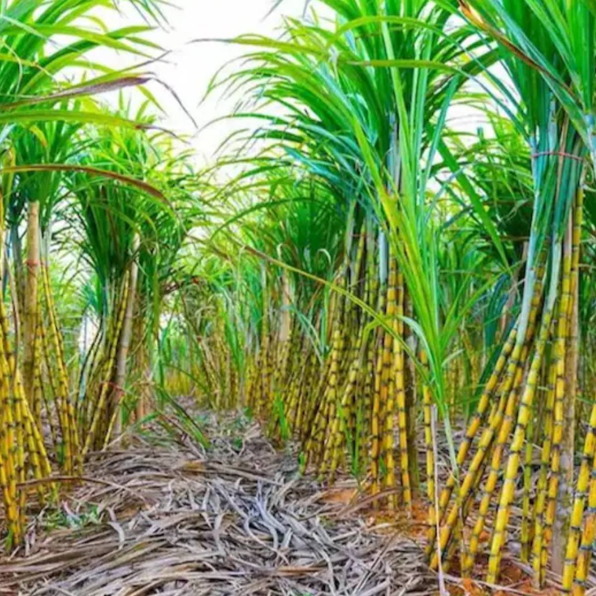 এতে ক্যালসিয়াম (৩০-৪০ মিলিগ্রাম), ম্যাগনেসিয়াম (২৫ মিলিগ্রাম), পটাশিয়াম (২৭০-৩০০ মিলিগ্রাম) এবং অল্প পরিমাণে আয়রনও থাকে। এটি প্রায় চর্বি এবং আশমুক্ত। এতে ক্যালসিয়াম (৩০-৪০ মিলিগ্রাম), ম্যাগনেসিয়াম (২৫ মিলিগ্রাম), পটাশিয়াম (২৭০-৩০০ মিলিগ্রাম) এবং অল্প পরিমাণে আয়রনও থাকে। এটি প্রায় চর্বি এবং আশমুক্ত।