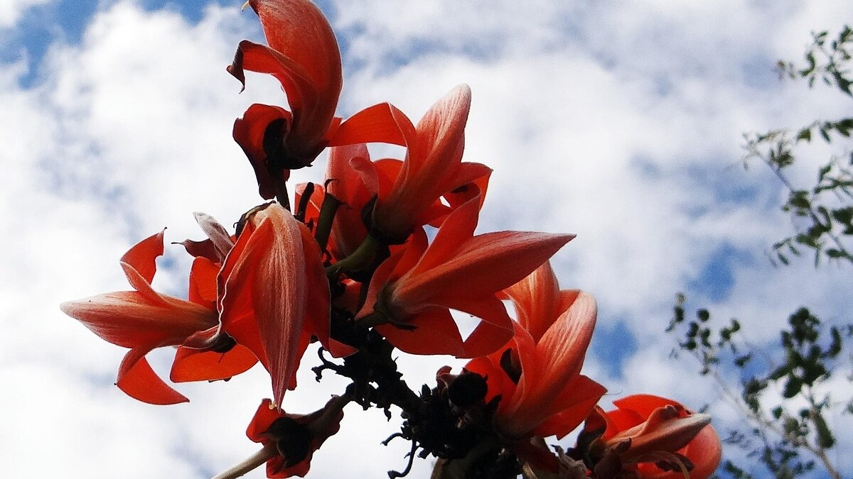 রানীবাঁধ রানীবাঁধ