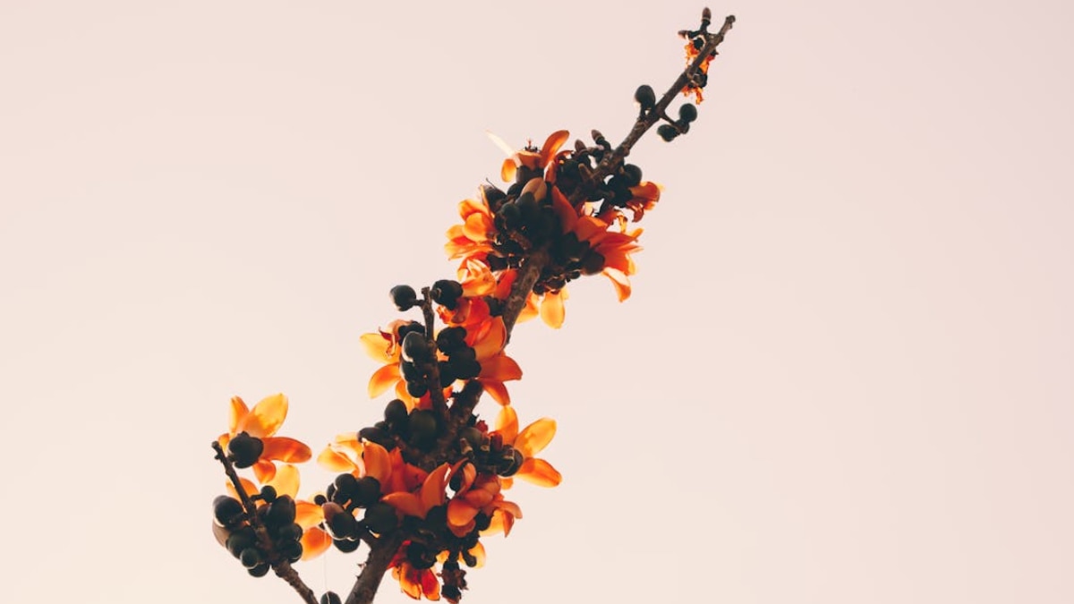 পুরুলিয়ার দিকে পলাশ পুরুলিয়ার দিকে পলাশ