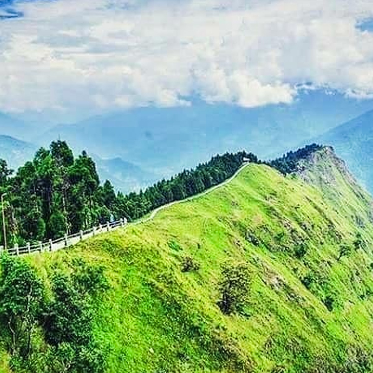 তারেভির 4