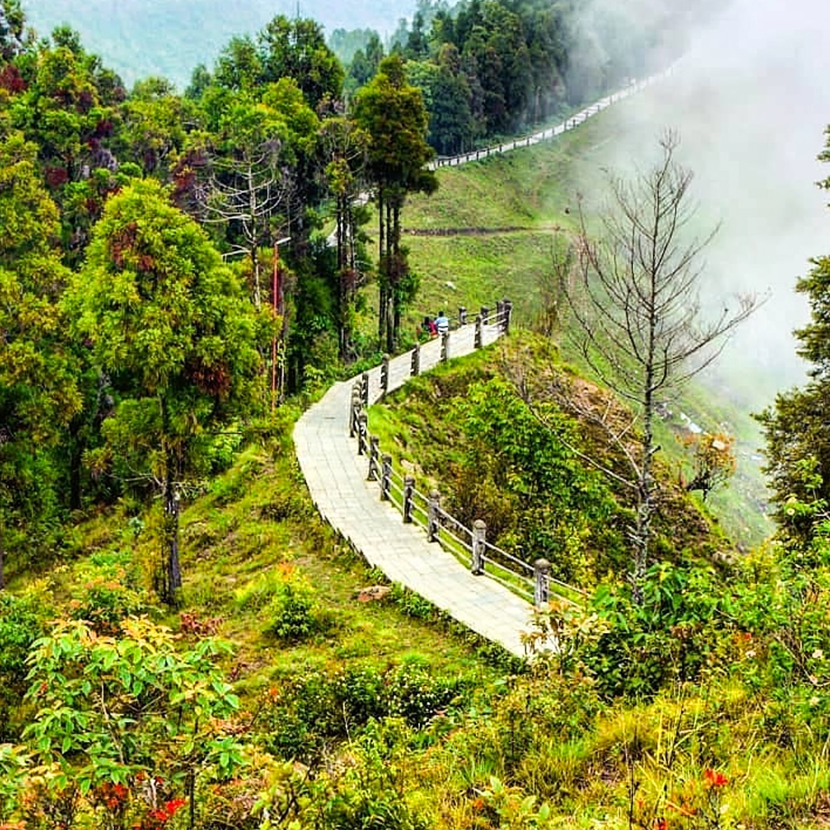 তারেভির 5