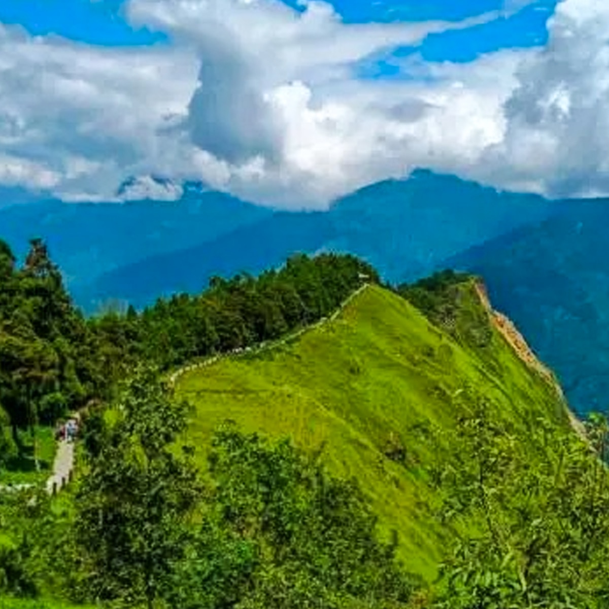 তারেভির 6