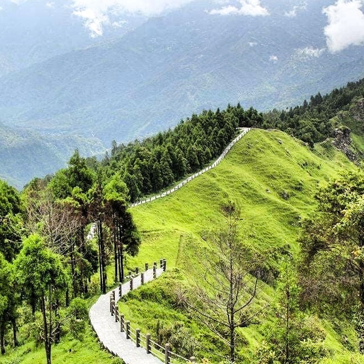 তারেভির 7